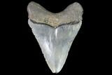 Serrated, Juvenile Megalodon Tooth - Georgia #91133-1